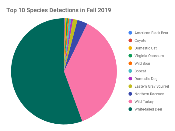 Top_10_Species_Detections_in_Fall_2019